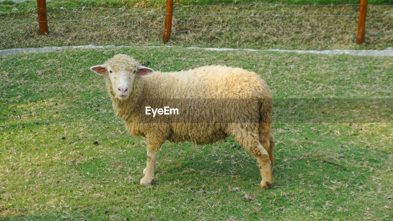 PORTRAIT OF SHEEP STANDING IN FIELD