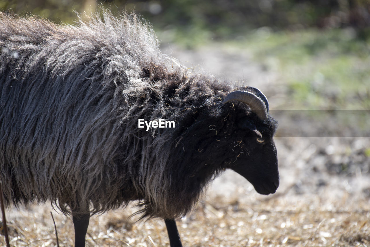 Close-up of a sheep