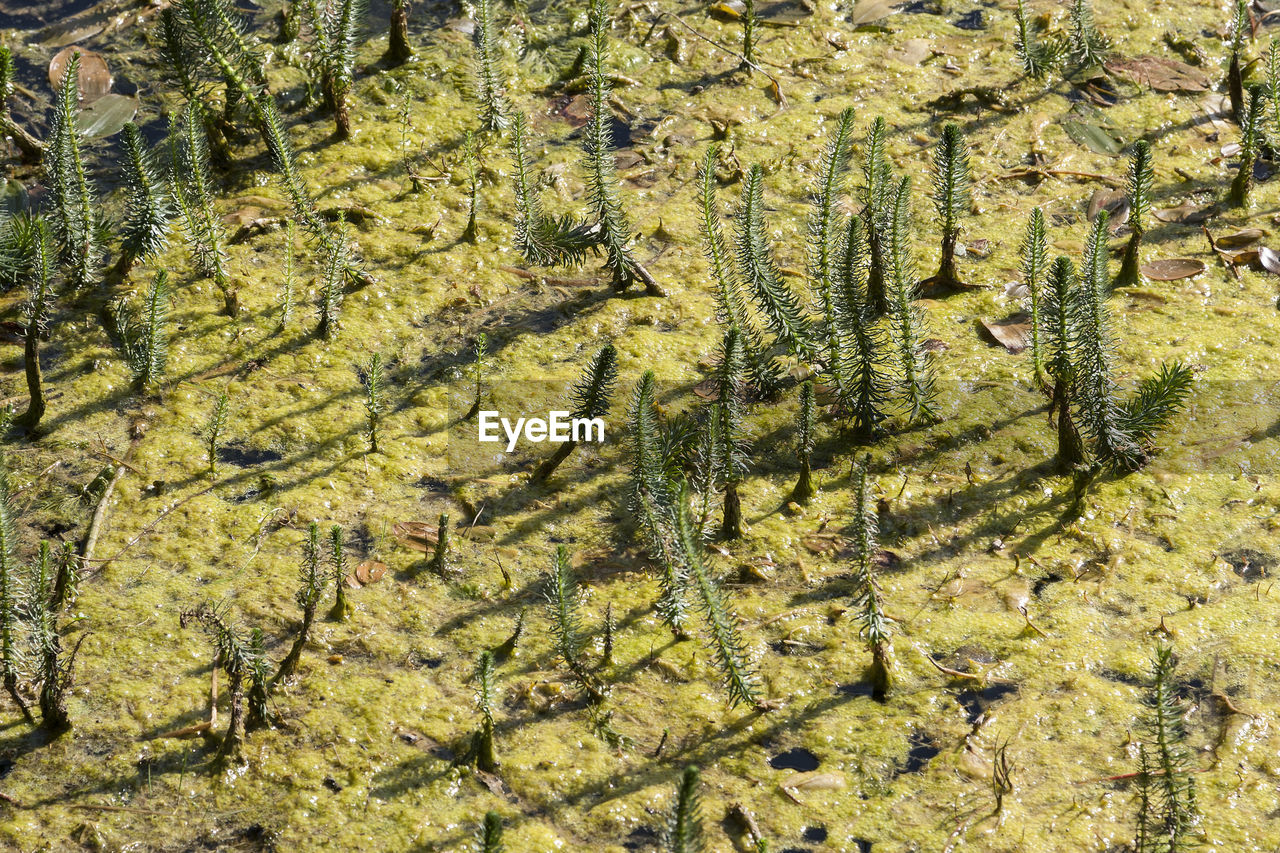 HIGH ANGLE VIEW OF PLANTS IN LAKE