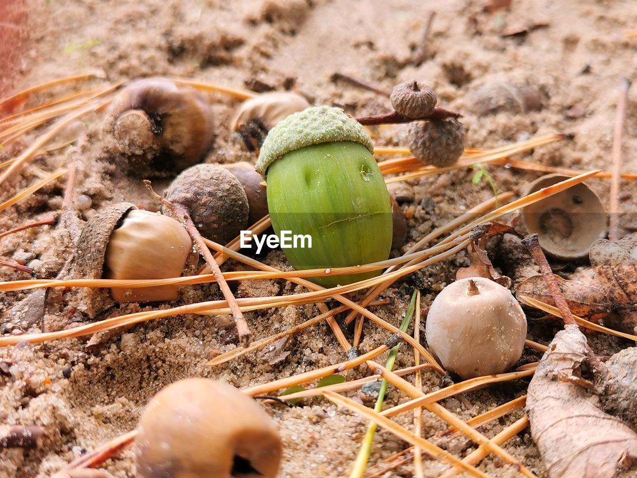 CLOSE-UP OF EGGS ON FIELD DURING AUTUMN