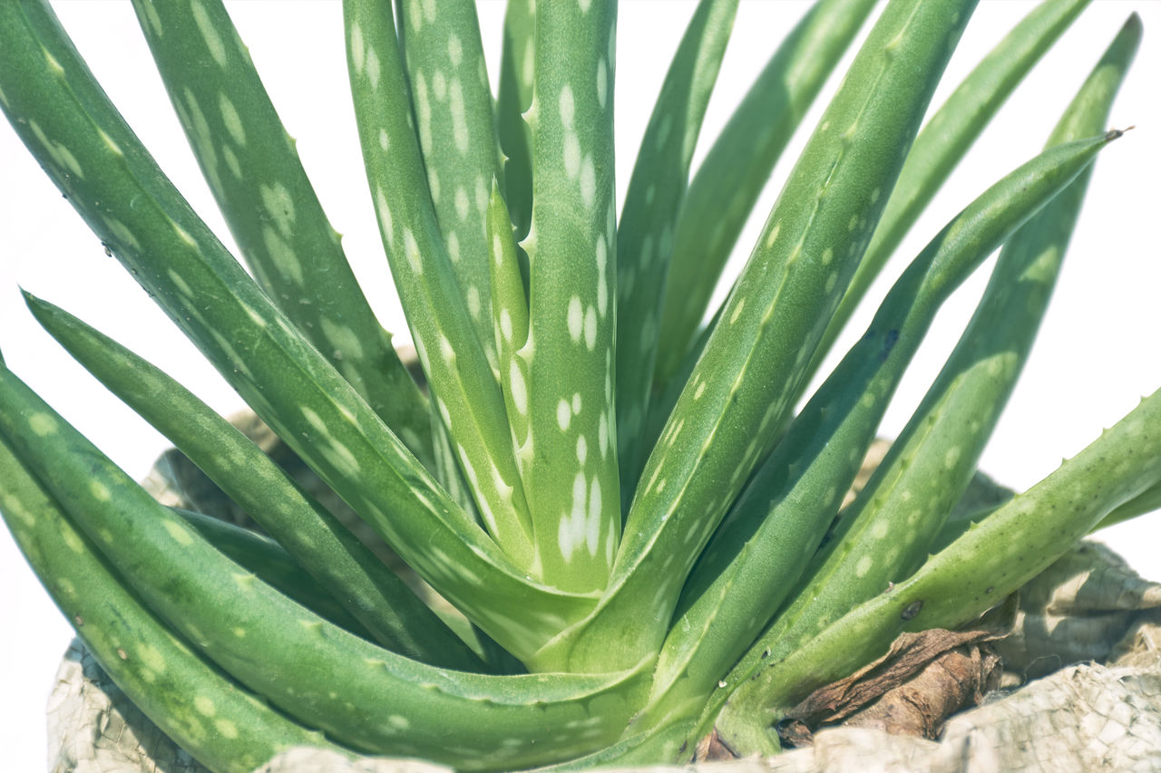 HIGH ANGLE VIEW OF SUCCULENT PLANTS