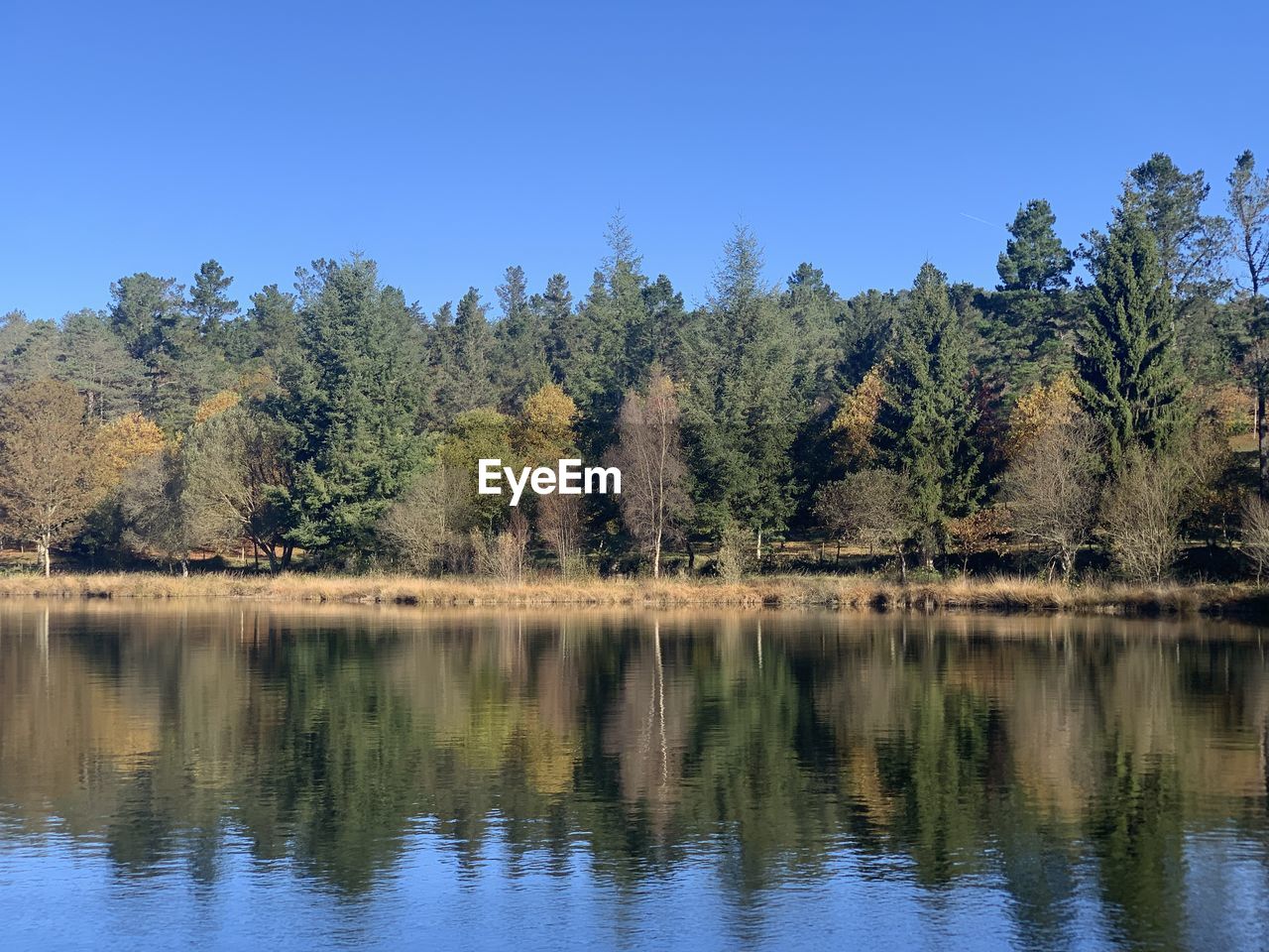 reflection, tree, water, nature, wilderness, plant, lake, scenics - nature, sky, beauty in nature, tranquility, body of water, autumn, tranquil scene, no people, forest, landscape, pine tree, clear sky, blue, coniferous tree, natural environment, reservoir, non-urban scene, pine woodland, mountain, pinaceae, environment, land, leaf, travel destinations, outdoors, day, animal wildlife, woodland, idyllic, tourism, travel