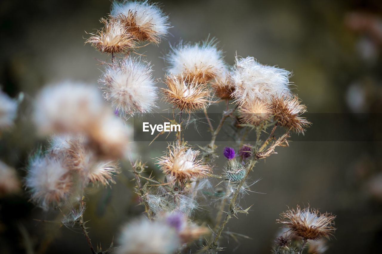 Close-up of wilted dandelion