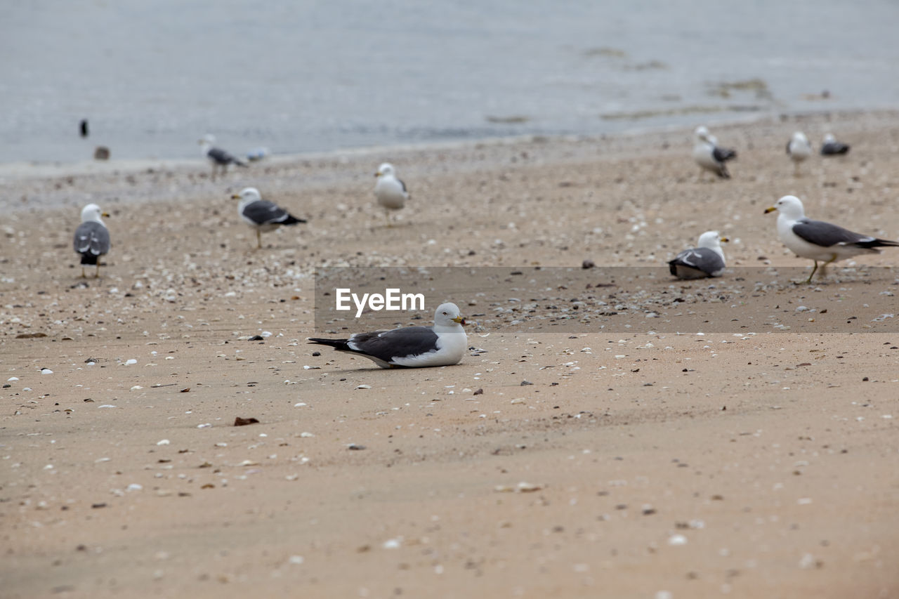 Seagulls at beach