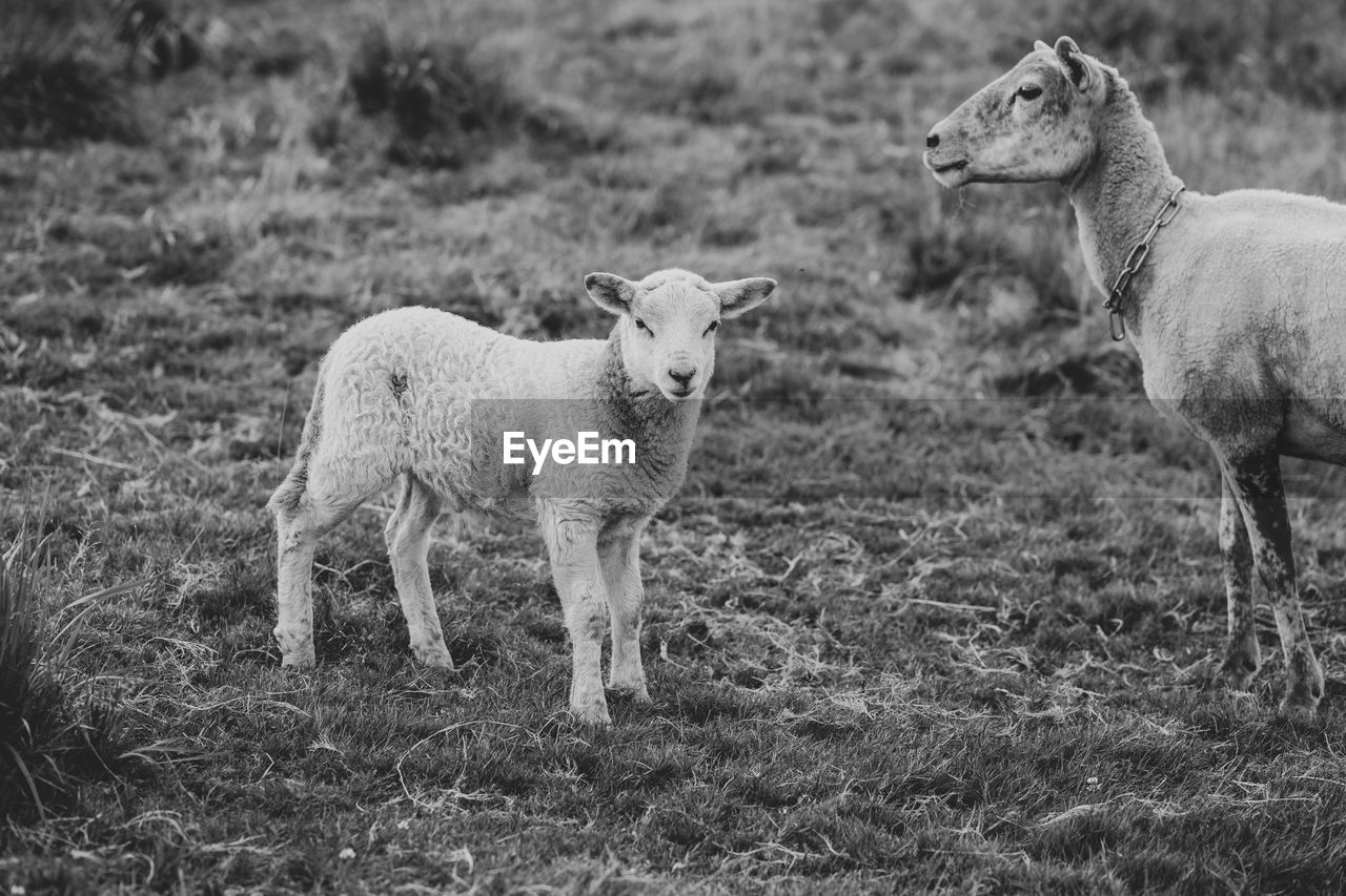 Portrait of a lamb and a sheep in black and white