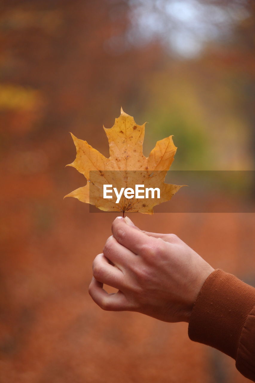 Close-up of hand holding maple leaf during autumn