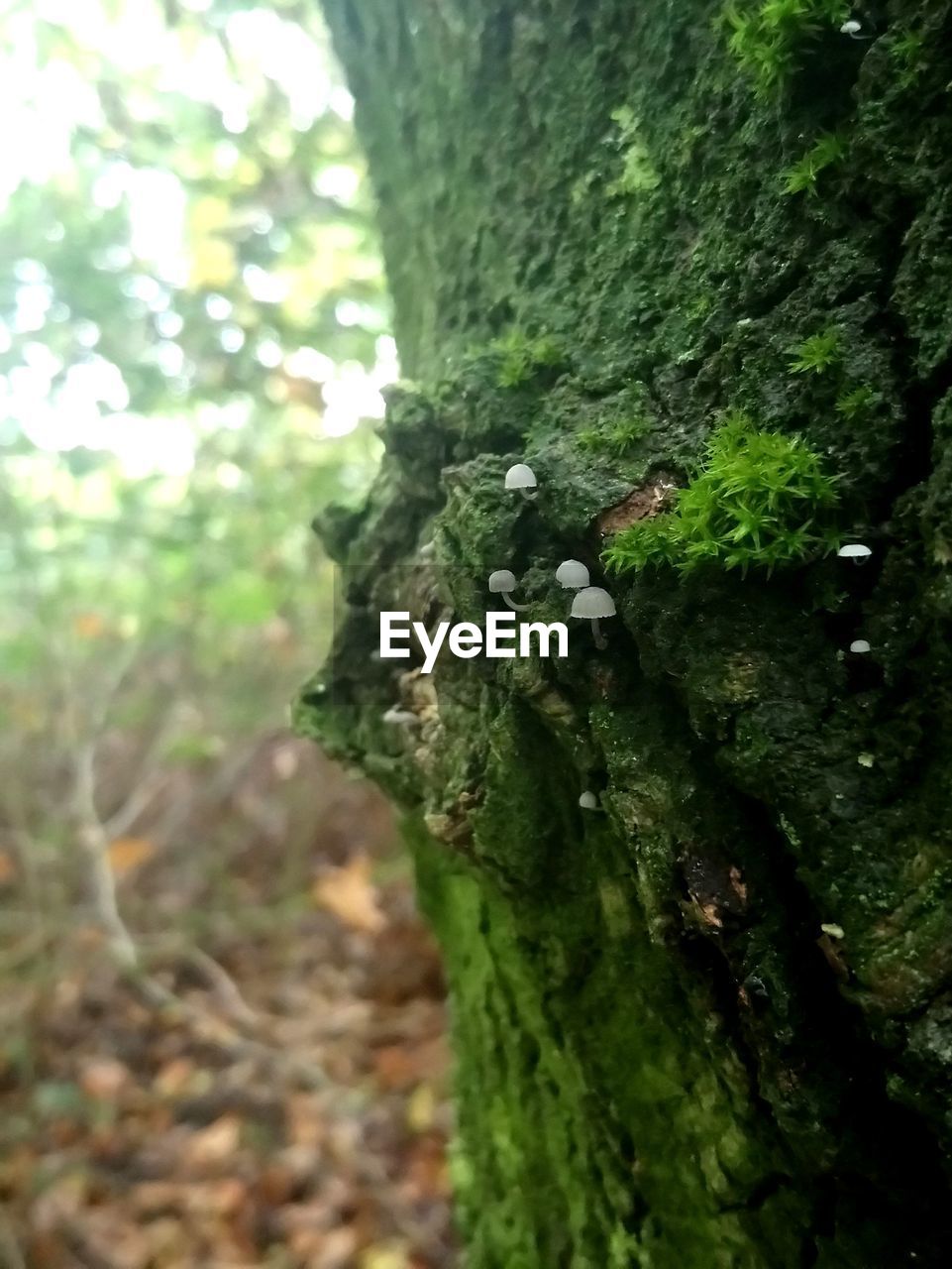 MOSS GROWING ON TREE TRUNK