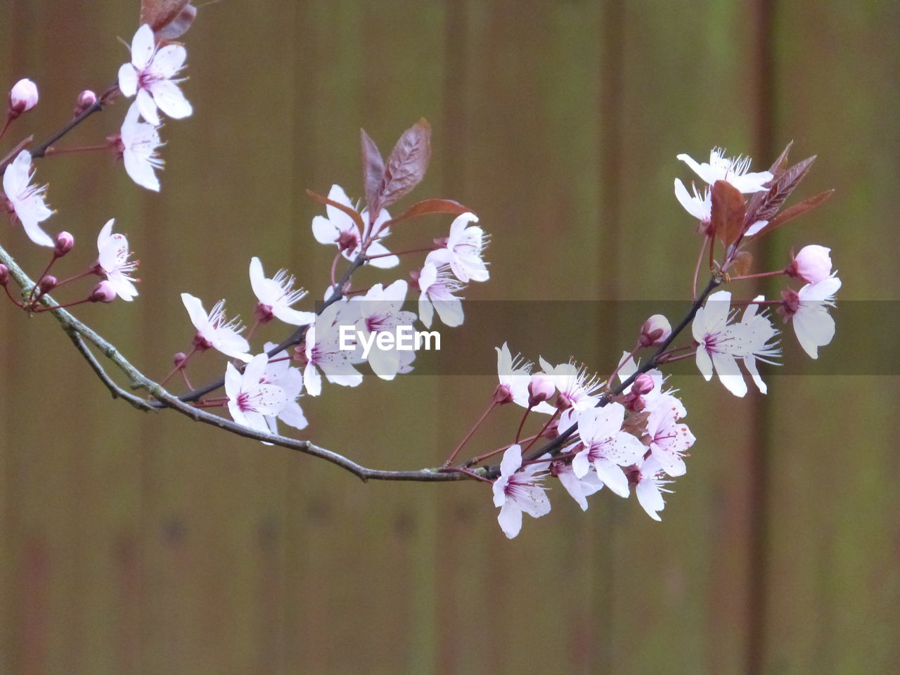 CLOSE-UP OF TREE