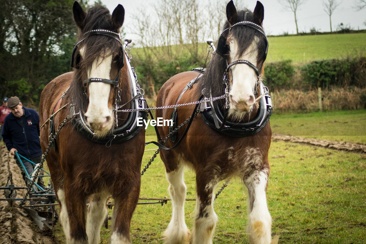 HORSES IN FIELD