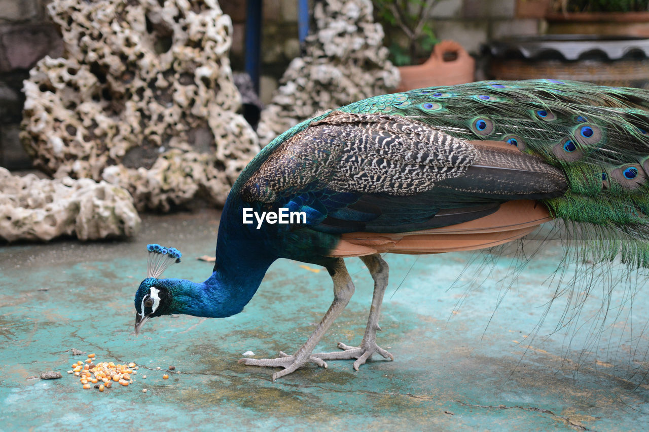 Close-up of peacock perching on wood