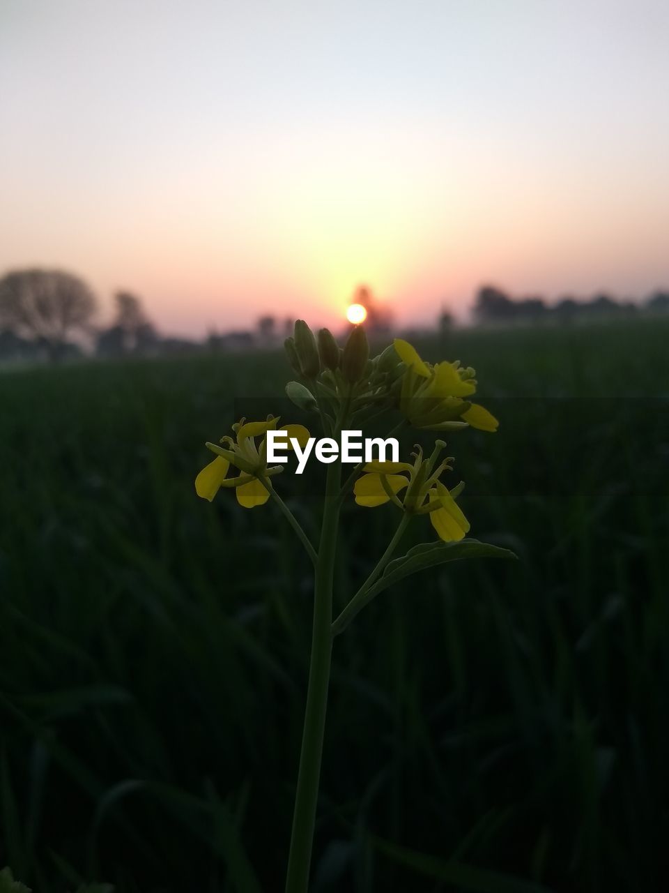 CLOSE-UP OF YELLOW FLOWER BLOOMING IN FIELD AGAINST SKY