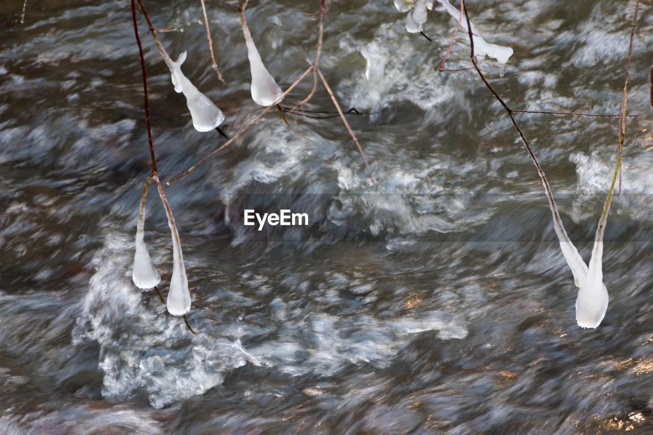 CLOSE-UP OF BIRDS IN LAKE