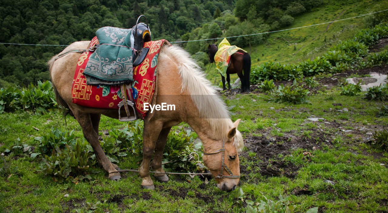 HORSES ON GRASSLAND