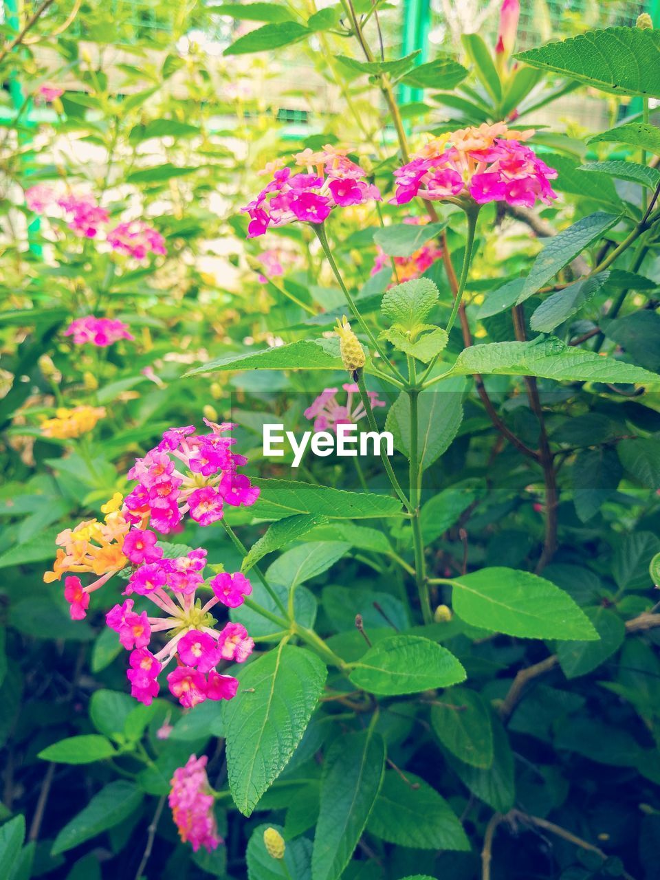 CLOSE-UP OF PINK FLOWERS IN PARK