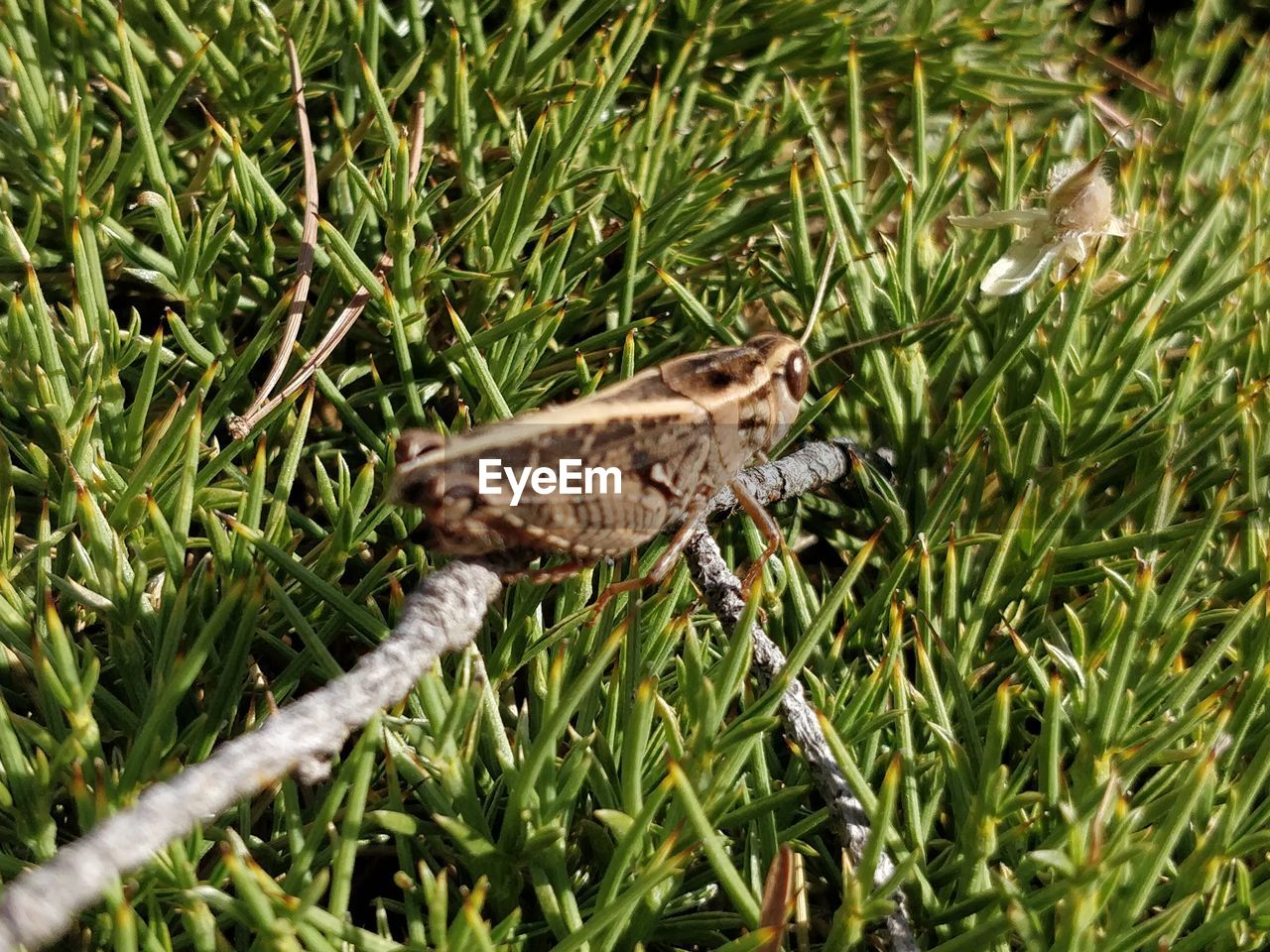 CLOSE-UP OF A LIZARD ON FIELD