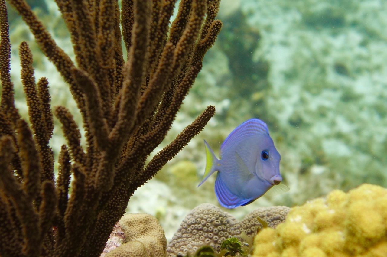Close-up of fish swimming in coral reef
