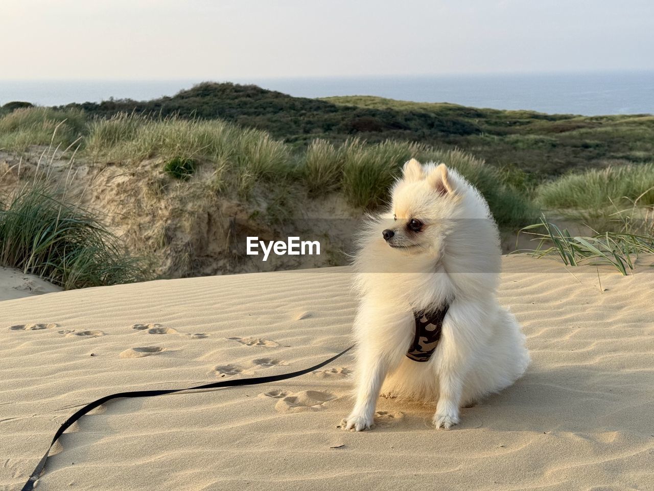 animal, animal themes, mammal, one animal, pet, domestic animals, sand, land, beach, dog, sea, natural environment, canine, nature, sky, no people, water, animal hair, sand dune, animal wildlife, beauty in nature, sitting, portrait, day, carnivore, outdoors, relaxation, scenics - nature, white, sunlight, samoyed, plant, cute, horizon, environment