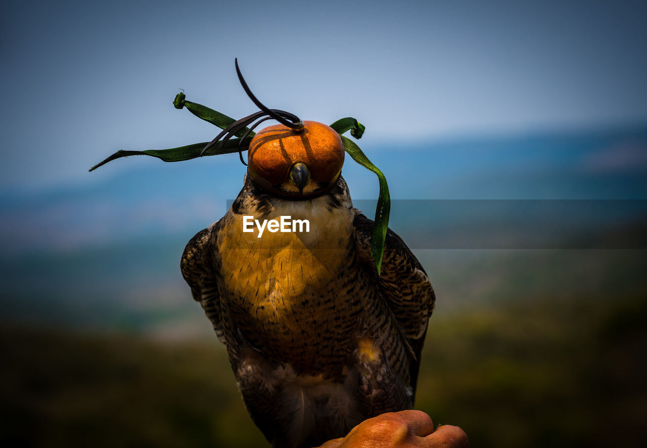 CLOSE-UP OF A HAND HOLDING BIRD AGAINST SKY