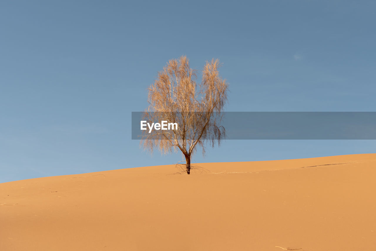 View from nature and landscapes of dasht e lut or sahara desert with rotten tamarisk tree . 