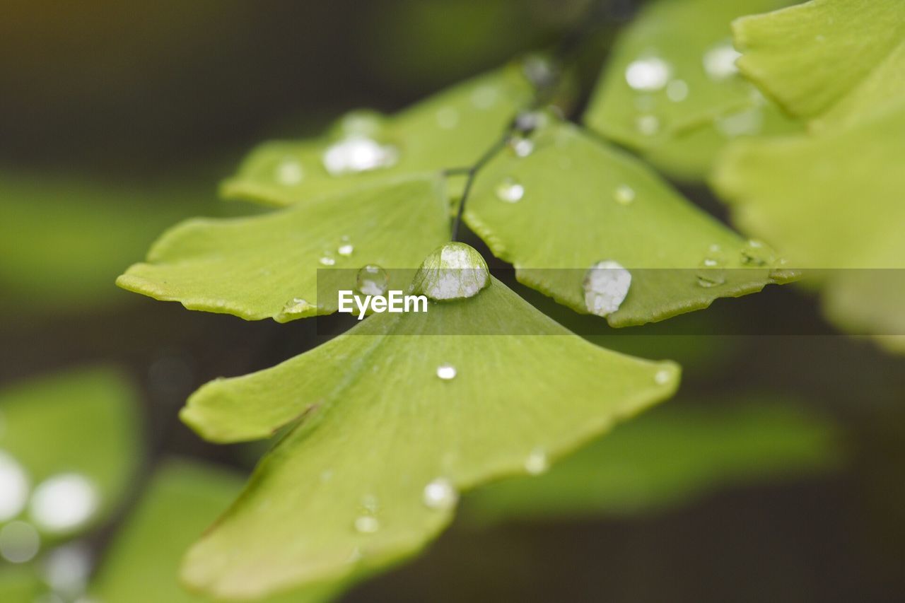 Close-up of wet leaf