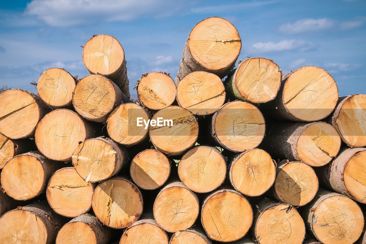 Stack of logs in forest