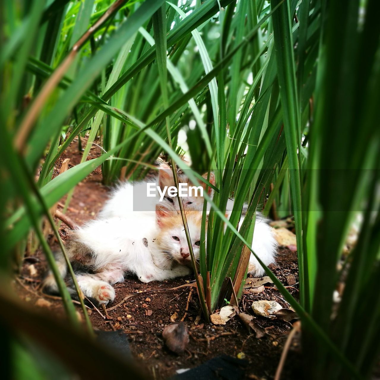 CLOSE-UP OF CAT ON PLANT