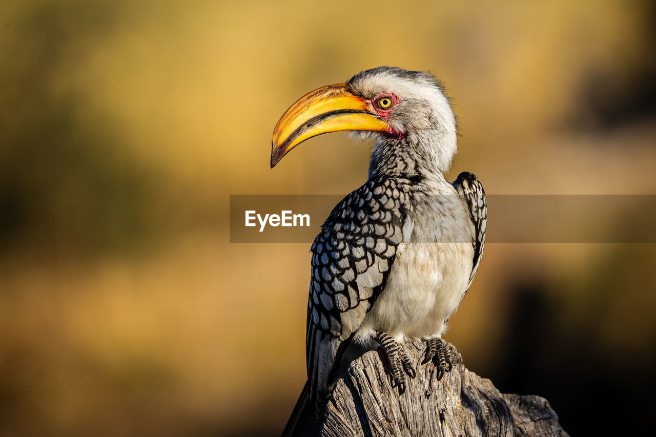 Close-up of bird perching on wood