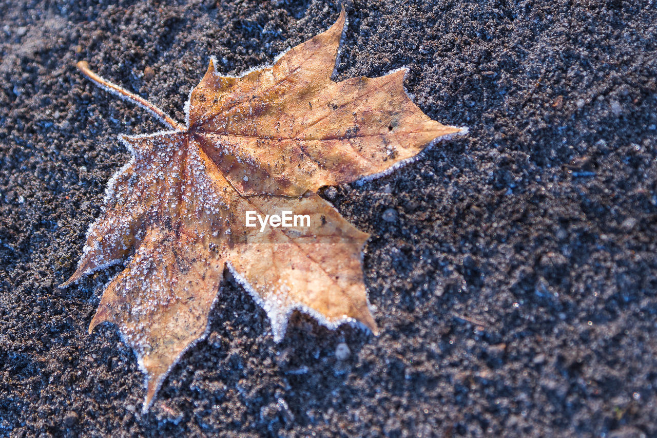 Close-up of maple leaf during autumn