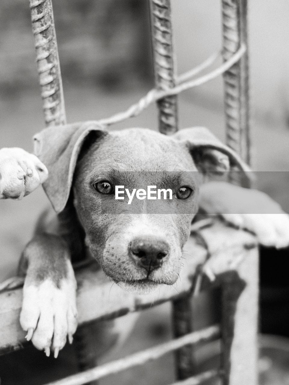 Close-up portrait of dog