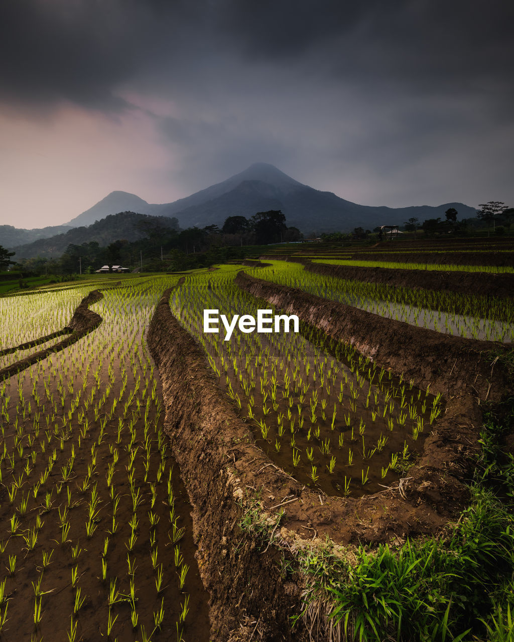 Scenic view of agricultural field against sky at dusk