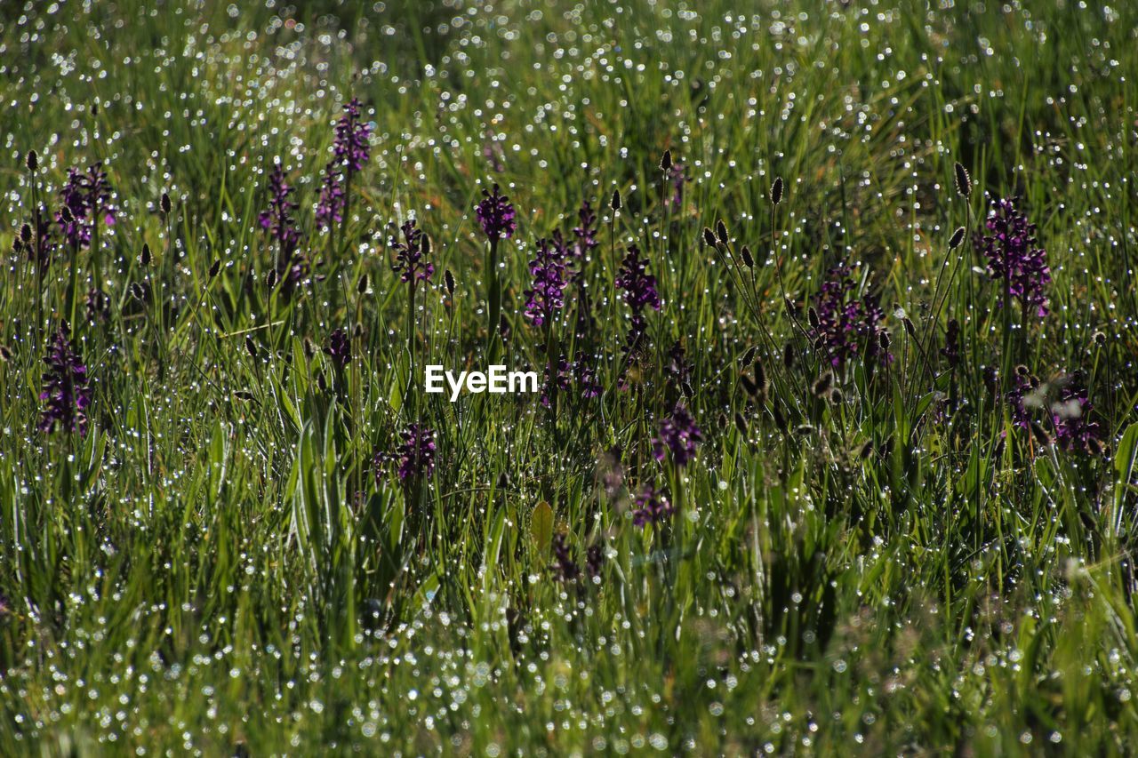 CLOSE-UP OF FLOWERING PLANT ON FIELD