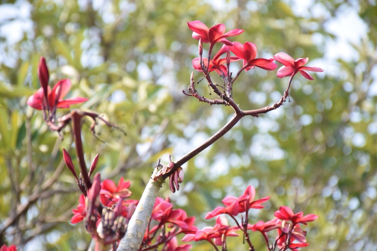 CLOSE-UP OF RED FLOWERS