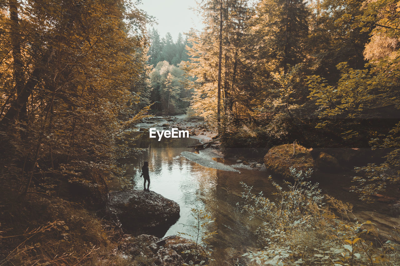 High angle view of river in forest