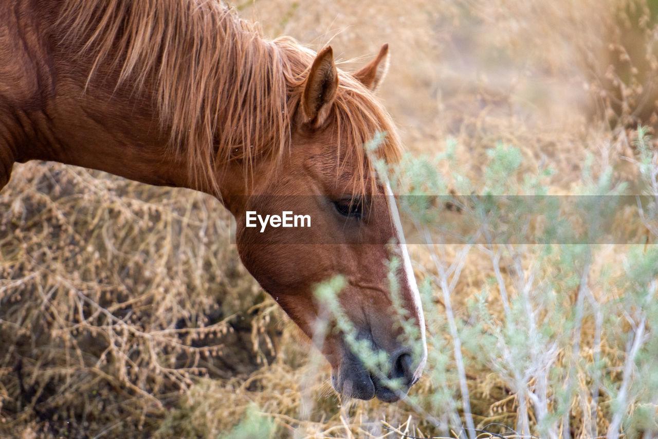 Close-up of a horse on field