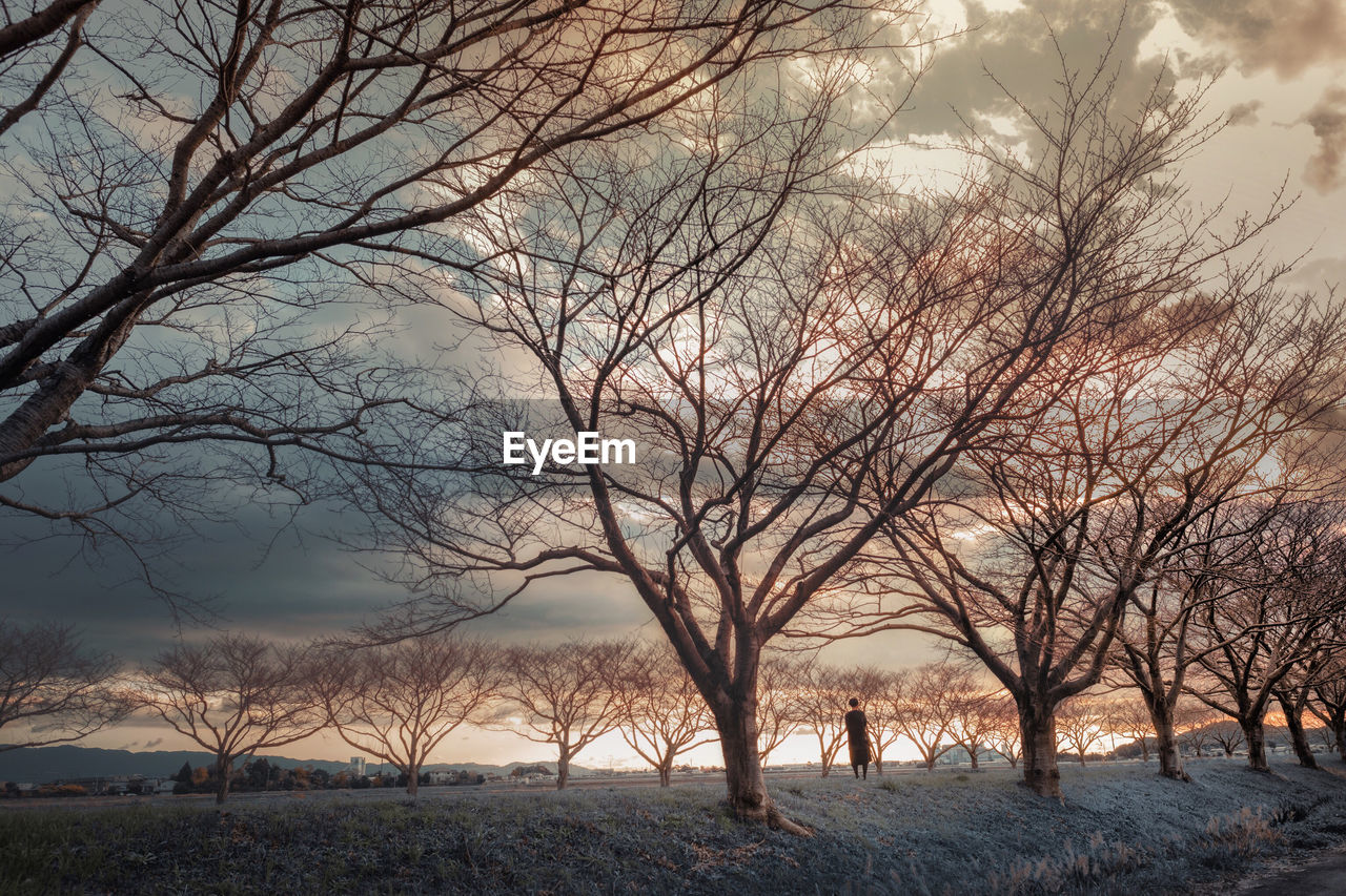 Bare trees on land against sky during sunset