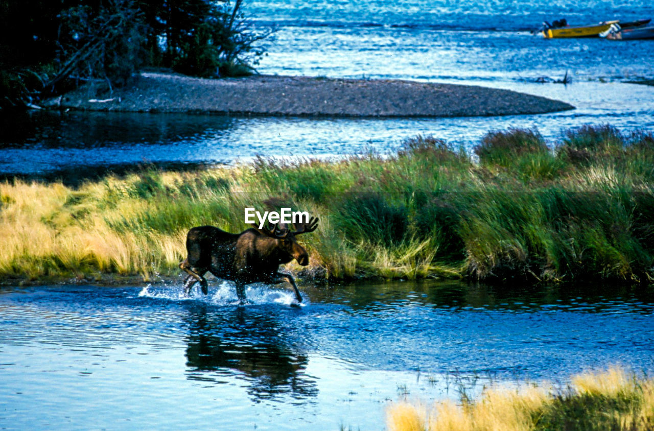 Moose running in lake