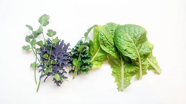 CLOSE-UP OF LEAVES OVER WHITE BACKGROUND