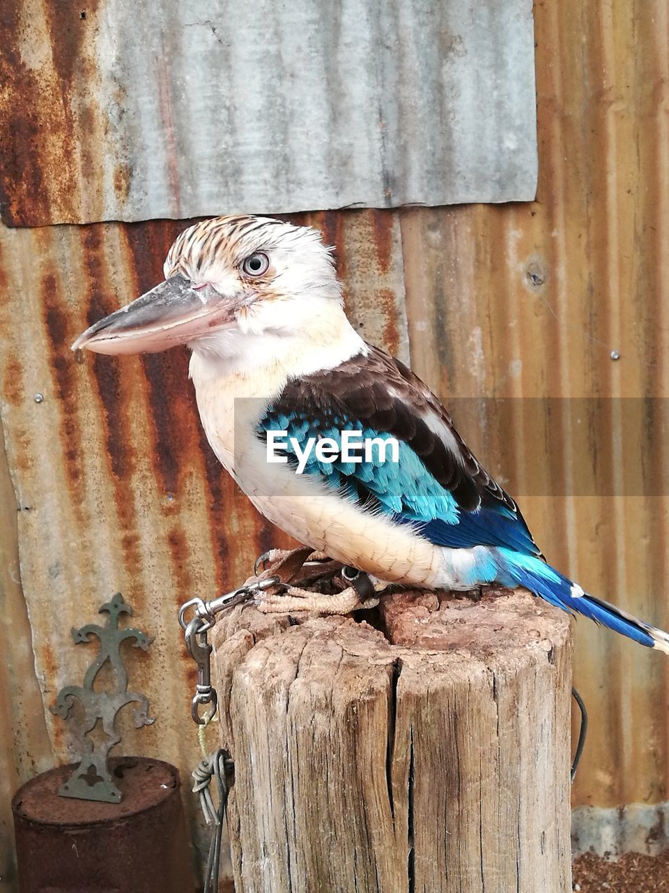 BIRD PERCHING ON WOOD