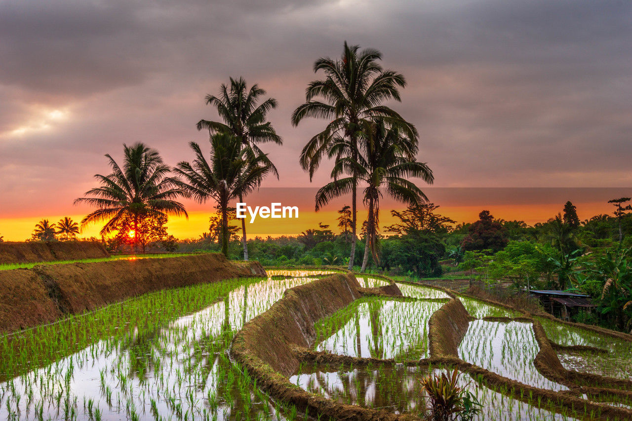 sky, tropical climate, sunset, palm tree, water, cloud, plant, tree, environment, landscape, nature, rice paddy, beauty in nature, scenics - nature, land, coconut palm tree, reflection, rice, agriculture, rural scene, travel destinations, tranquility, crop, travel, twilight, sun, no people, outdoors, field, paddy field, dusk, tranquil scene, social issues, tropical tree, dramatic sky, flower, tourism, lake, environmental conservation, orange color, leaf, igniting, evening, vacation, trip, farm, grass, multi colored, food and drink, idyllic