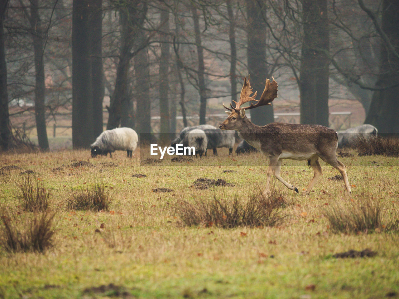 Sheep grazing in a field with a deer in front 
