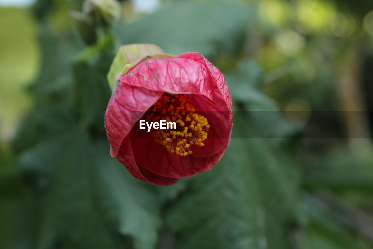 Close-up of red flower blooming outdoors