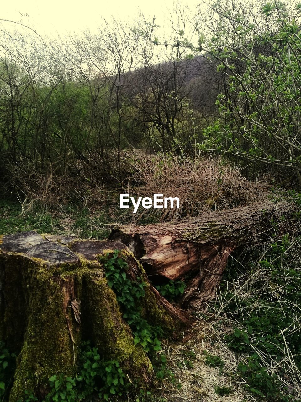 CLOSE-UP OF WATER AGAINST TREES