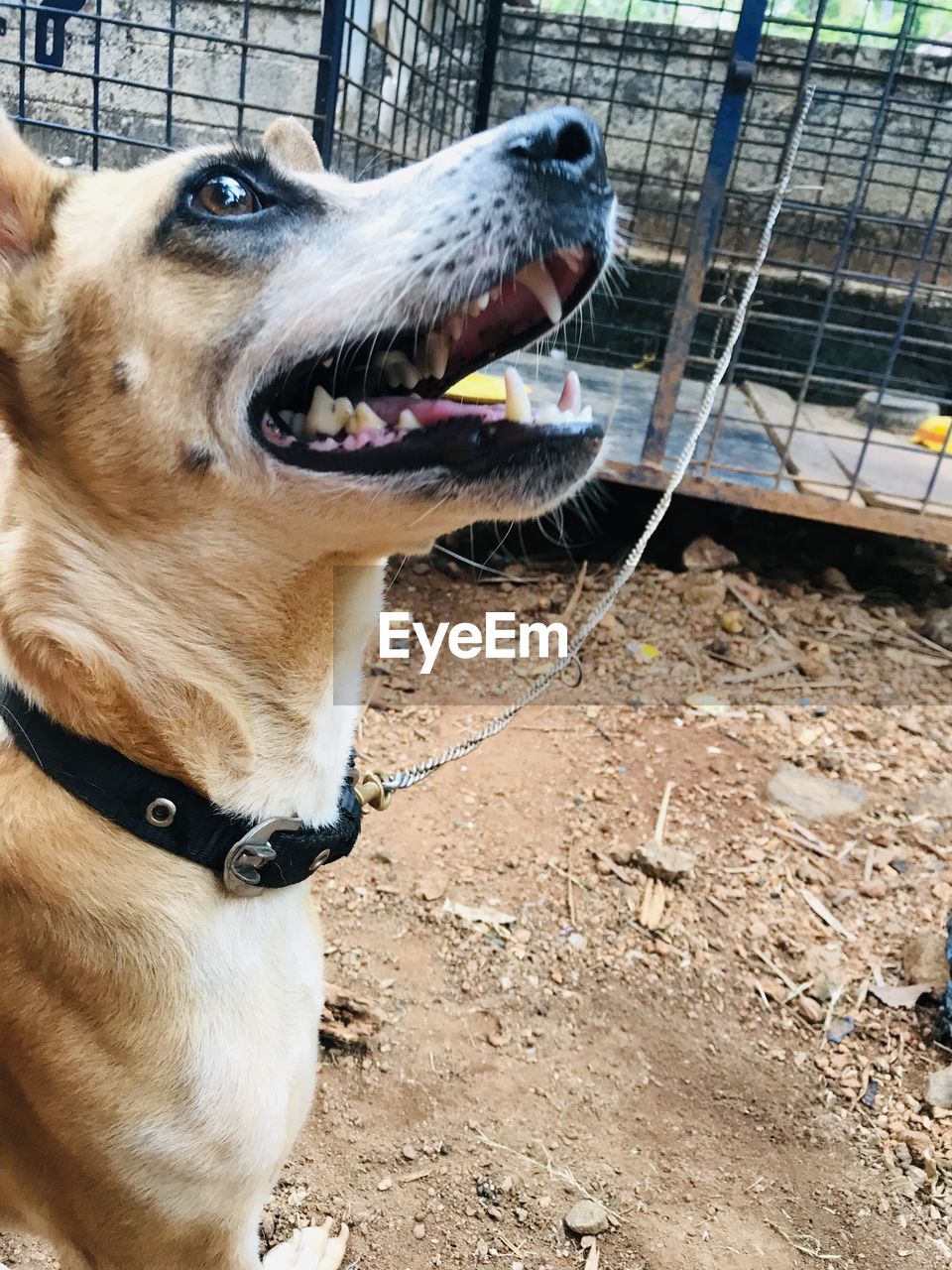 CLOSE-UP OF A DOG LOOKING AWAY