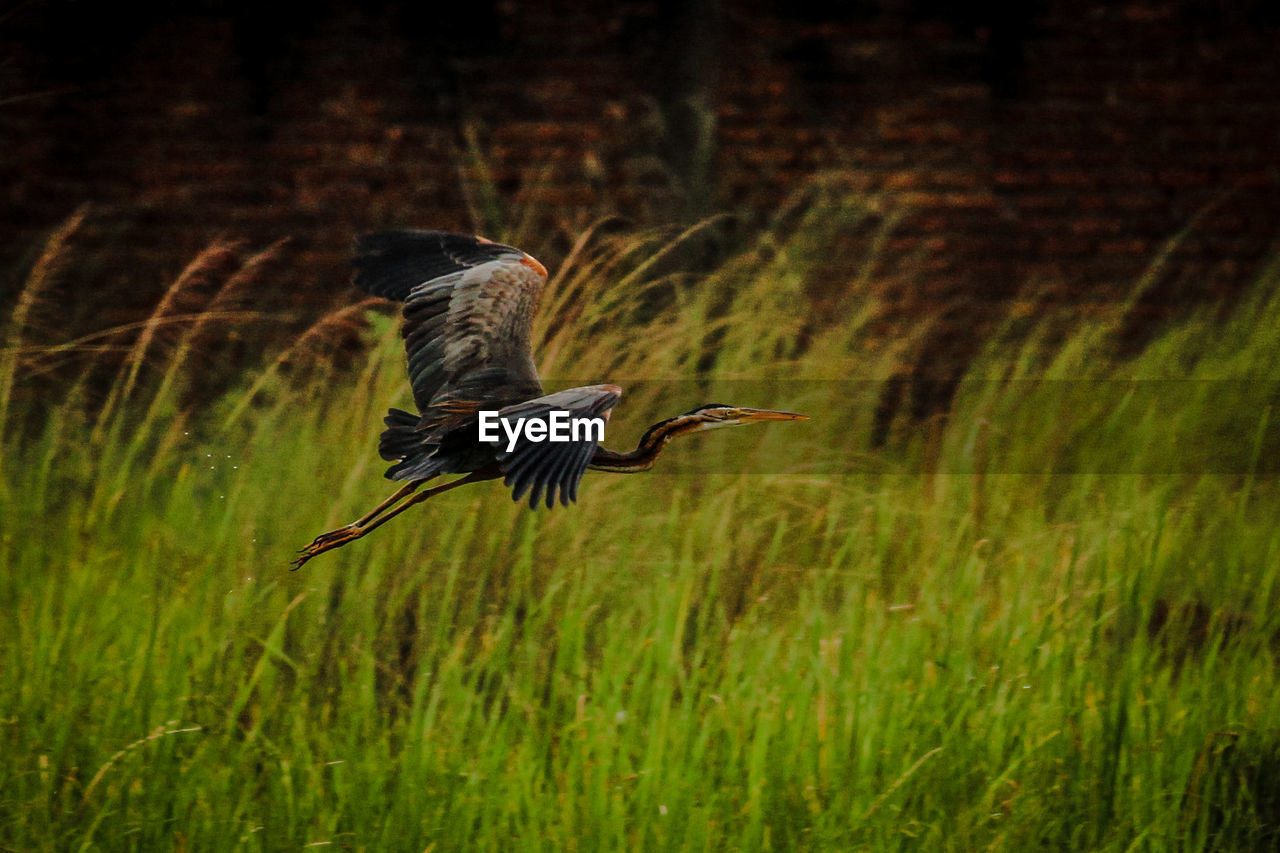 BIRD FLYING OVER THE FIELD