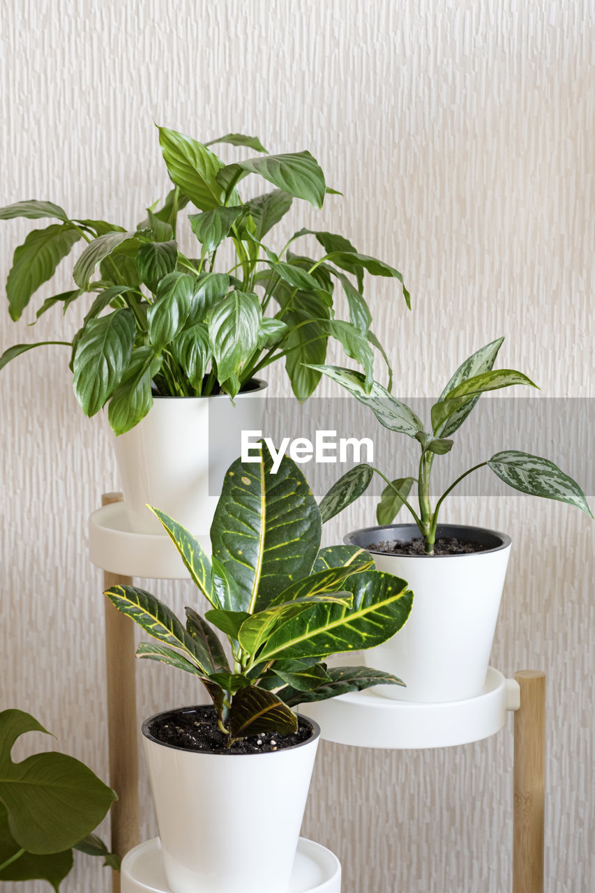 CLOSE-UP OF POTTED PLANT ON TABLE