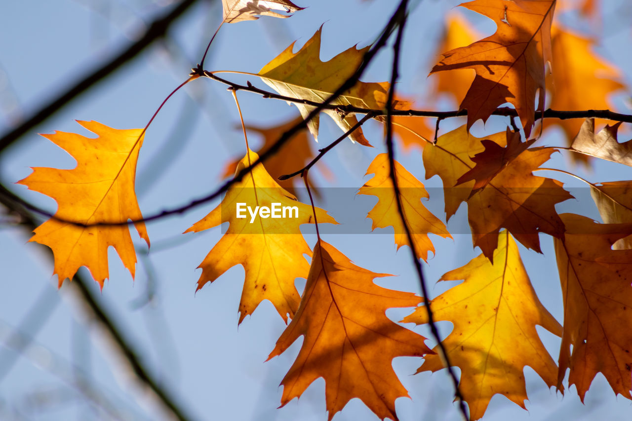 LOW ANGLE VIEW OF MAPLE LEAVES ON TREE