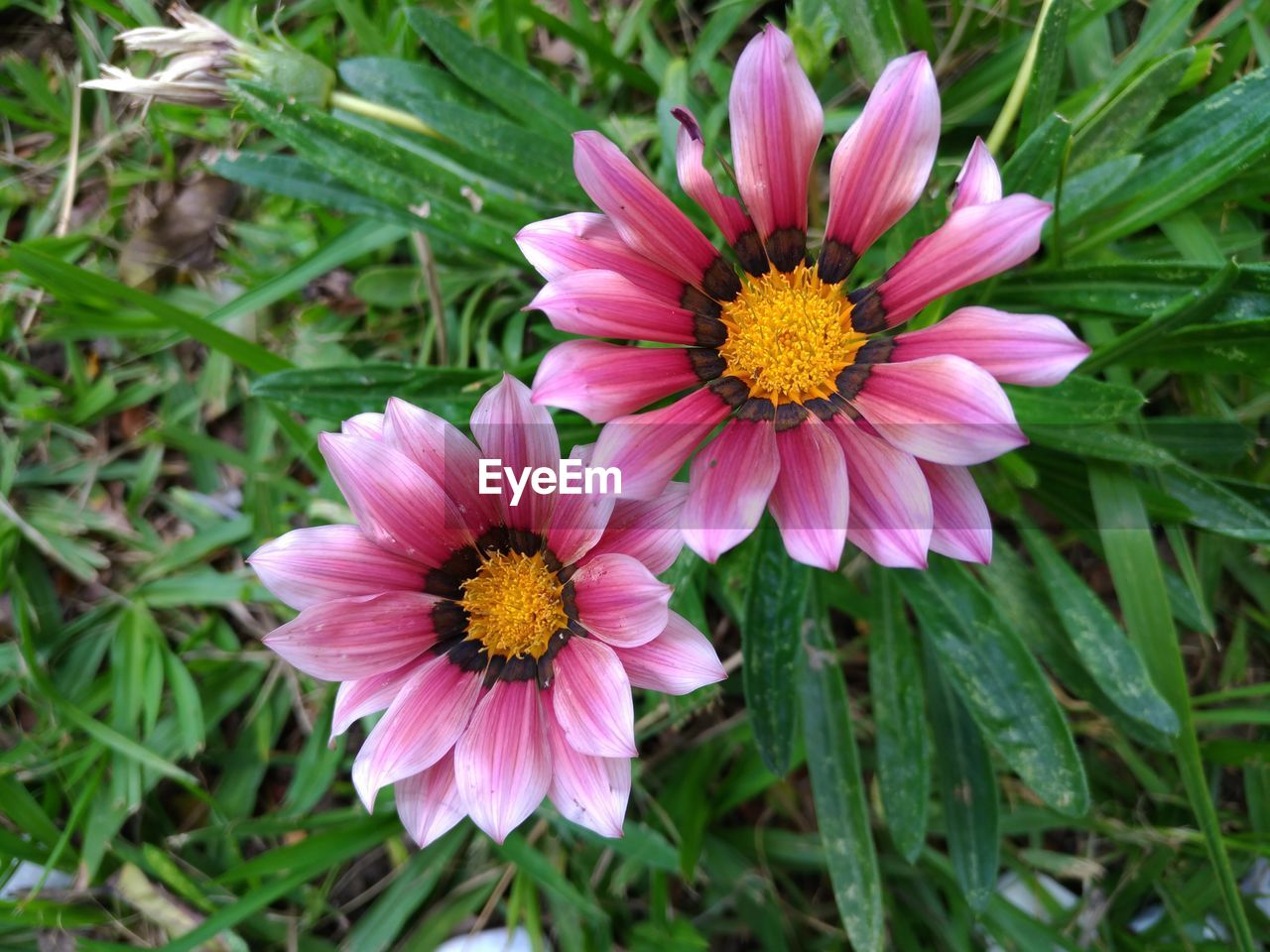 CLOSE-UP OF PINK FLOWER