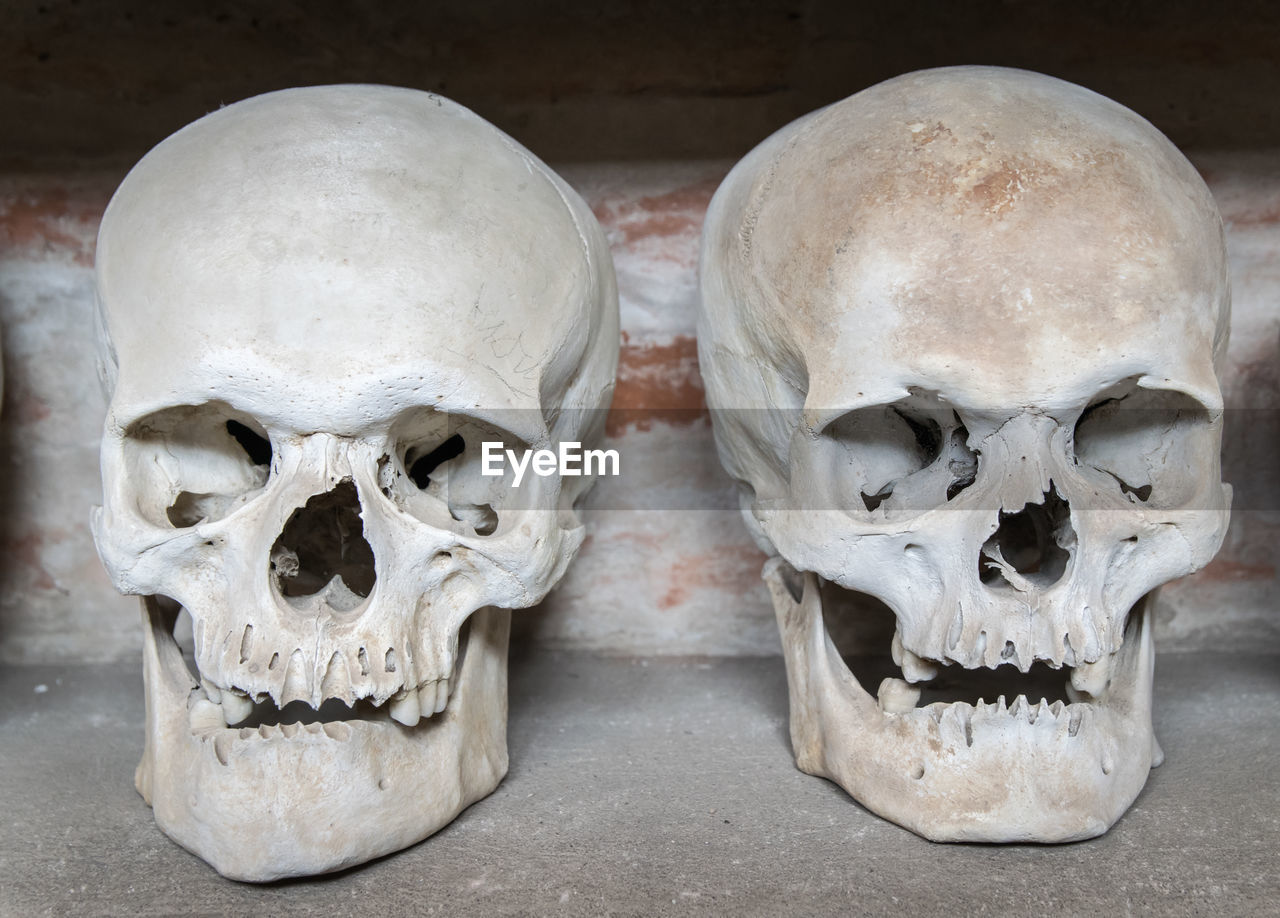 Human skulls on table