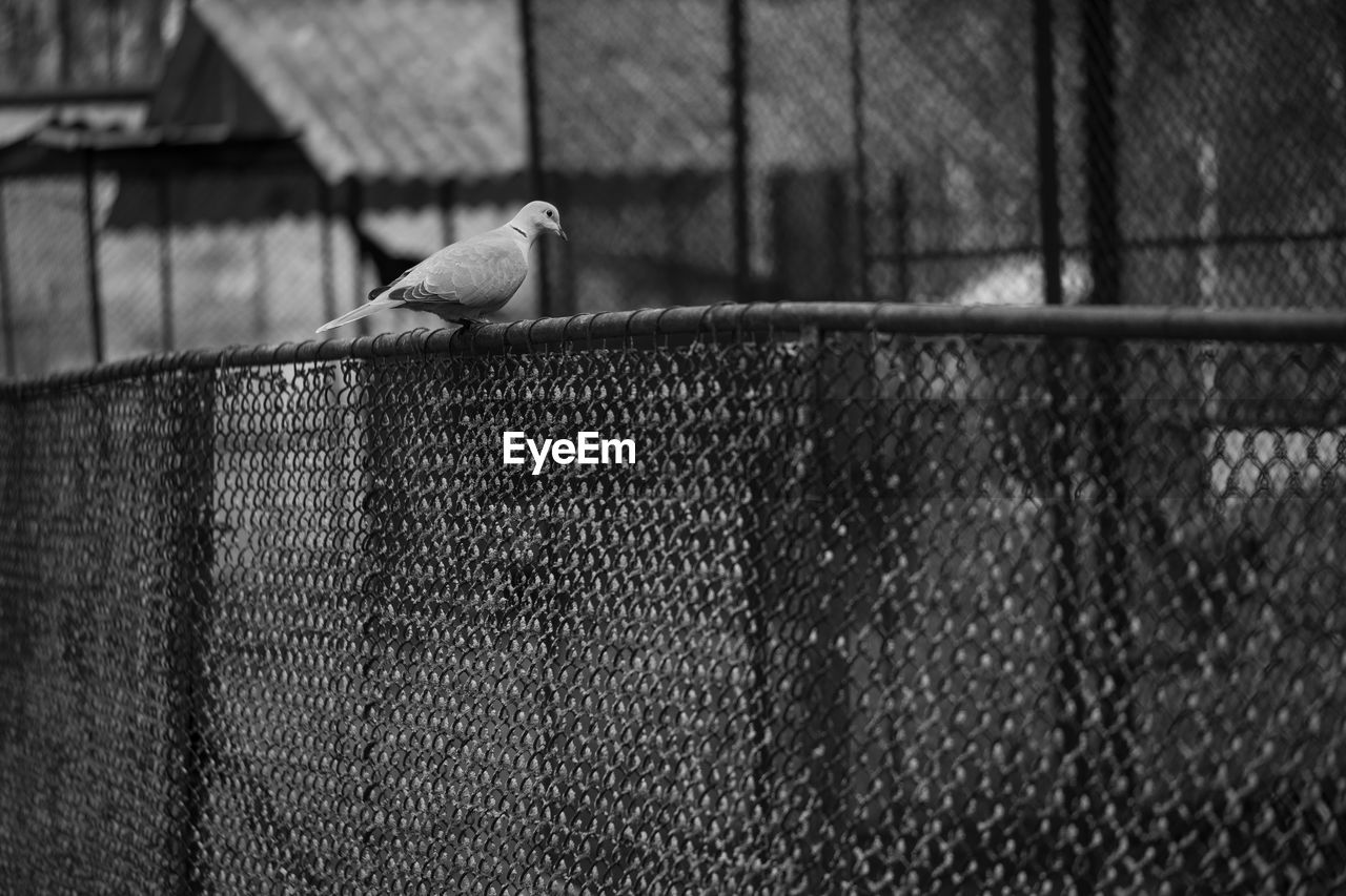 CLOSE-UP OF BIRD PERCHING ON METAL FENCE