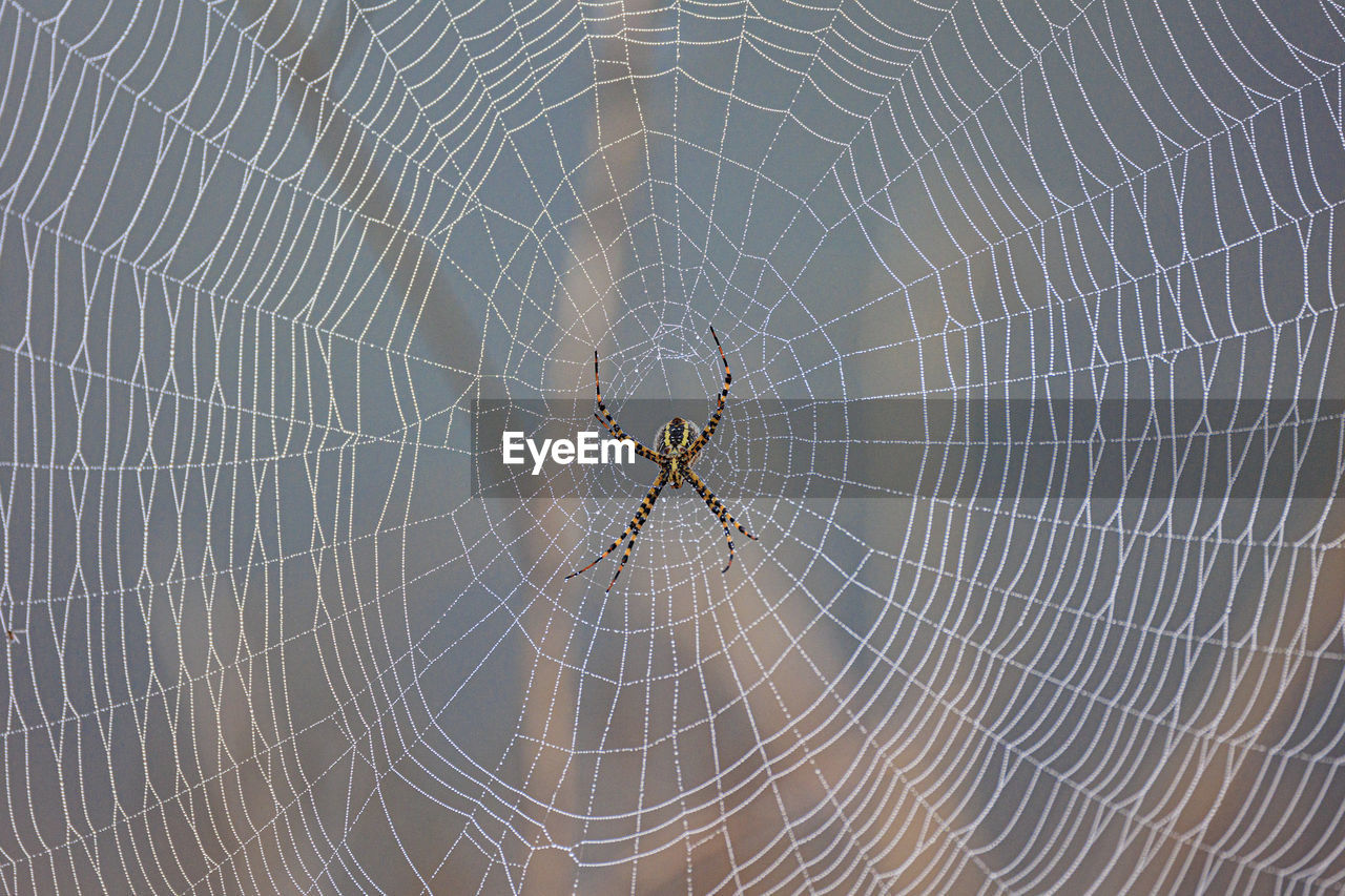 Close-up of spider on web